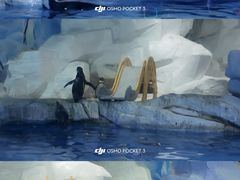 -合肥海洋世界