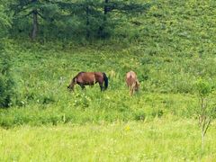 -塞罕坝国家级自然保护区