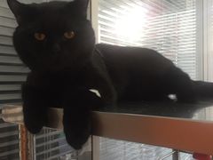 -瑞派福兴宠物医院犬猫全科·骨科·中西医结合(河东店)