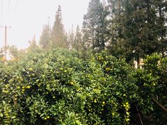 -小六农家乐(崇明西沙湿地店)