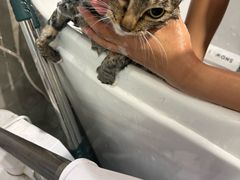-PETKIT 小佩宠物·低压洗护·美容·寄养(安远店)