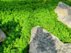 -南山植物园