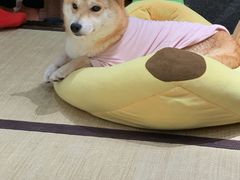 -逗柴咖啡屋·狗咖猫咖宠物桌游