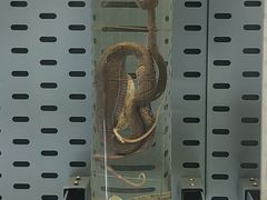 -浙江自然博物院(杭州馆)