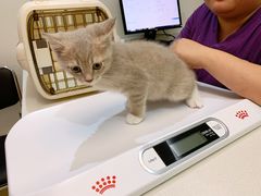 -艾贝尔宠物医院·24H转诊中心·肿瘤猫专科(江宁双龙店)