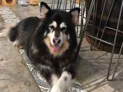 -more than meow吴止猫主题餐厅(承德 中船汇店)