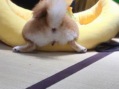 -逗柴咖啡屋·狗咖猫咖宠物桌游