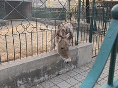 -保定市动物园