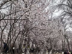 -桃花堤公园