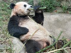 -都江堰中华大熊猫苑