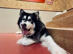 -和它·交个朋友·狗咖猫咖(爱琴海店)