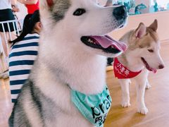 -Husky Go! 哈士奇体验馆·宠物咖啡厅狗咖