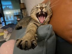 -圆子宠物