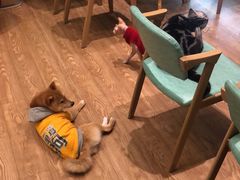 -猫色咖啡·猫咖