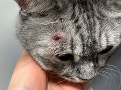 -美联众合动物医院·24h转诊中心