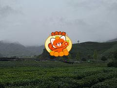 -龙坞茶村