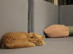 -有猫主题·治愈系猫咖(曾厝垵店)