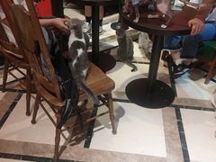-猫色咖啡·猫咖