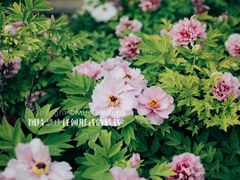 -洛阳市隋唐城遗址植物园
