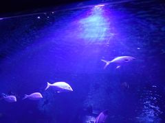 -临沂极地海洋王国