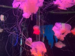 -太平洋海底世界