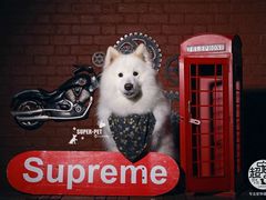 -超宠爱宠物摄影-Super pet