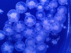 -海合安武汉极地海洋公园