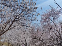 -桃花堤公园