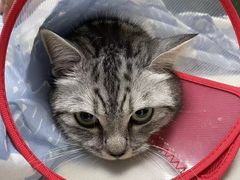 -美联众合宠物医院·爱萌分院·内外科·猫科中心