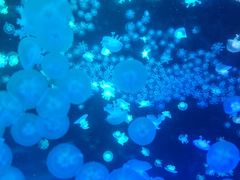 -合肥海洋世界