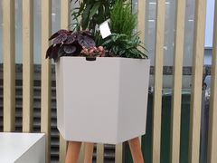 -荷兰花海