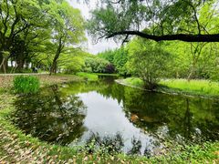 -上海共青森林公园