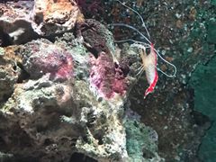 -暹罗海洋世界
