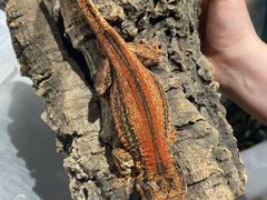 -酷以爬仙阁实体爬宠店·守宫·蜥蜴·专业繁育