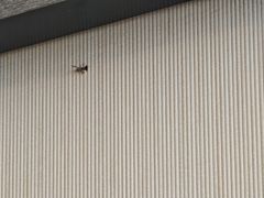 -廊坊固安福朋喜来登酒店