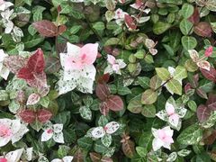 -白塘生态植物园