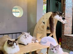 -豆逗聊愈猫阁Easy Life
