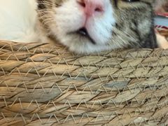 -平行世界·猫咖(首经贸店)