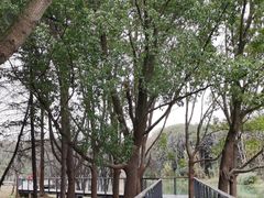 -昆山城市生态森林公园