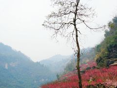 -无锡梅园公园