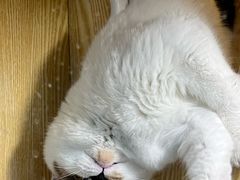 -平行世界·猫咖(首经贸店)