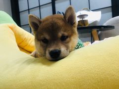 -逗柴咖啡屋·狗咖猫咖宠物桌游