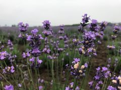 -曲江薰衣草庄园