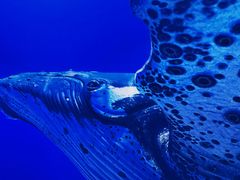 -海合安武汉极地海洋公园