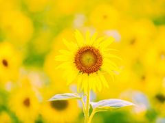 -贡湖湾湿地公园