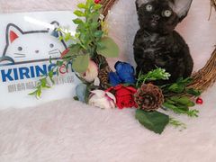-十年猫舍·猫咪专门店(普陀店)