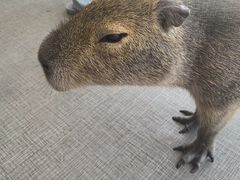 -FAIRYLAND龙族星球主题餐厅(凯丹广场店)