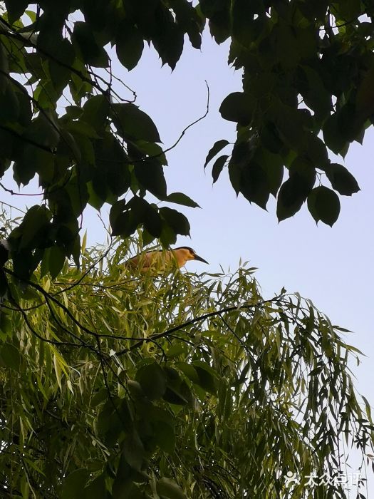 运河游船(武林门码头)图片