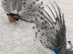 -栾川竹海野生动物园