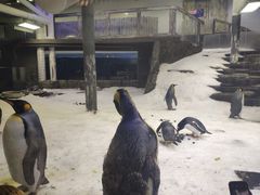 -悉尼海洋生物水族馆